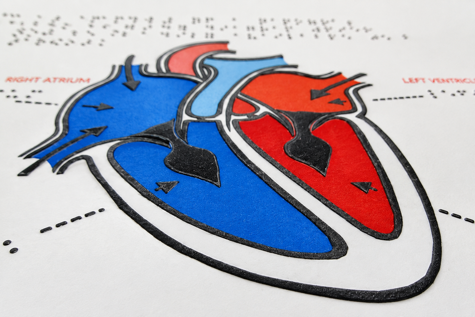 Swell Touch heart tactile graphic for the blind and visually impaired